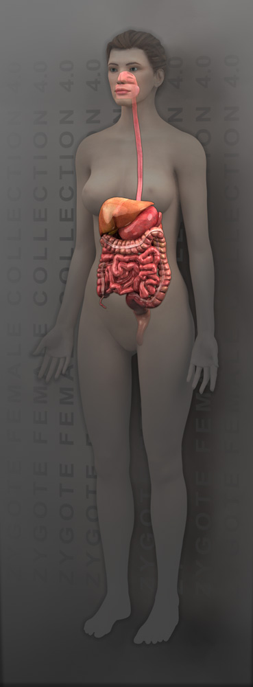 3D Female Digestive System