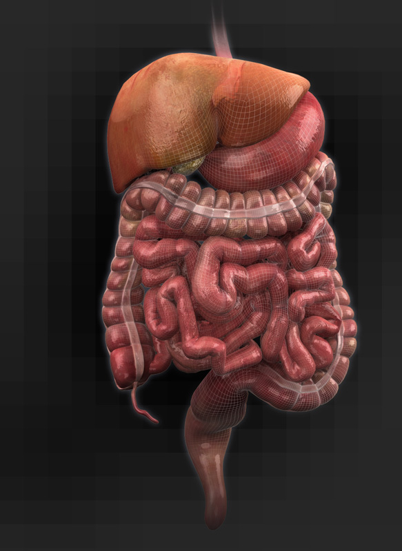 3D Female Digestive Organs