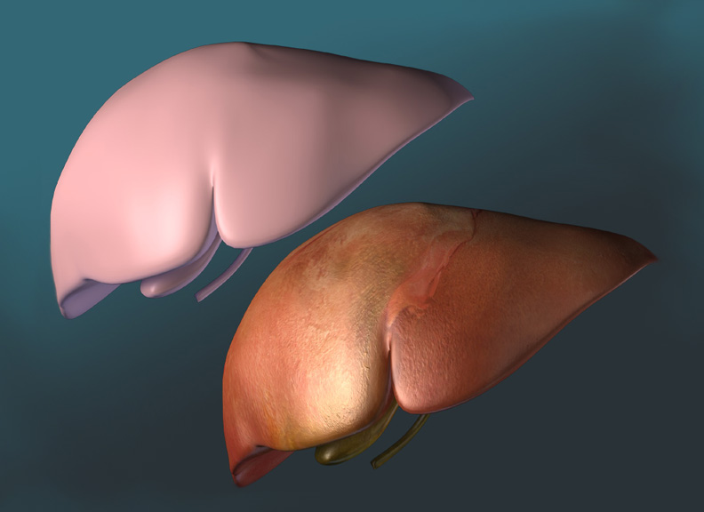 3D Female Liver