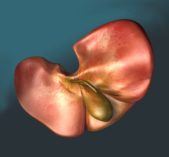 3D Female Liver and Gall Bladder