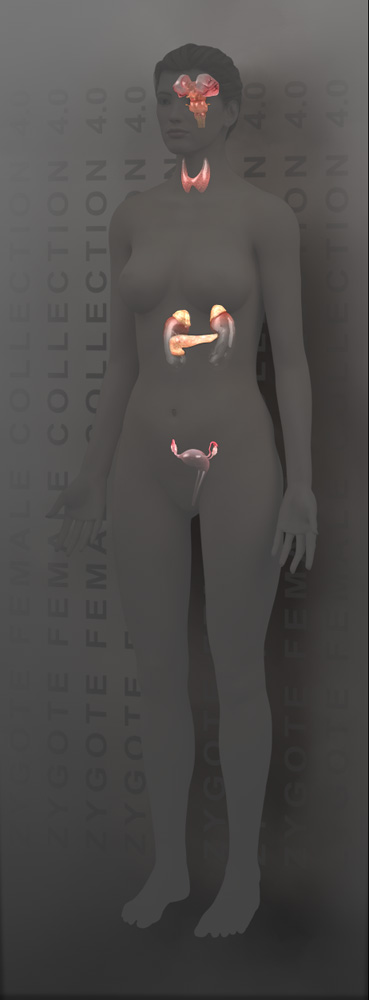 Zygote::3D Female Endocrine System Model | Medically Accurate | Human