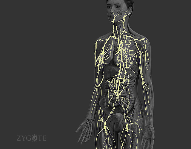 3D Female Lymphatic System