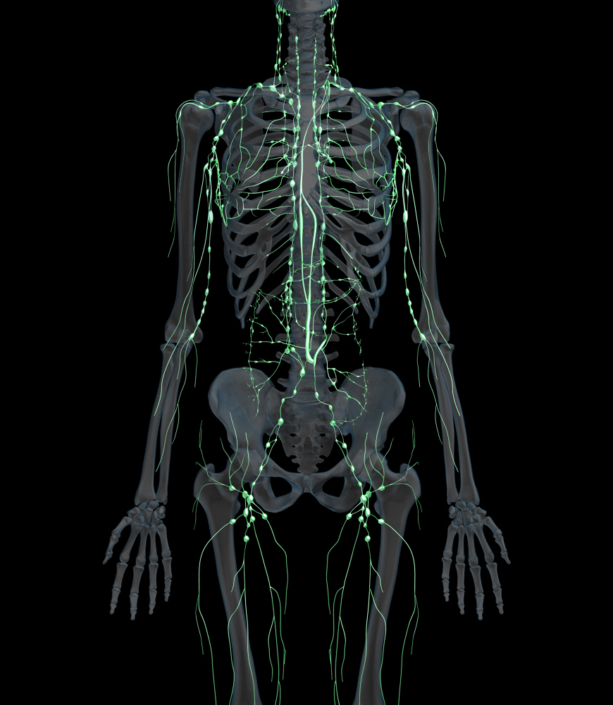 Chest Anatomy Female Lymphatic System 3d Stock Illustration 1663688230