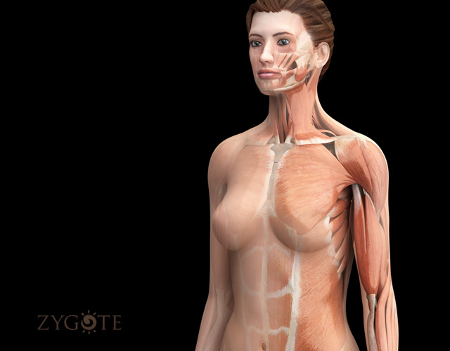 3D Female Muscular System