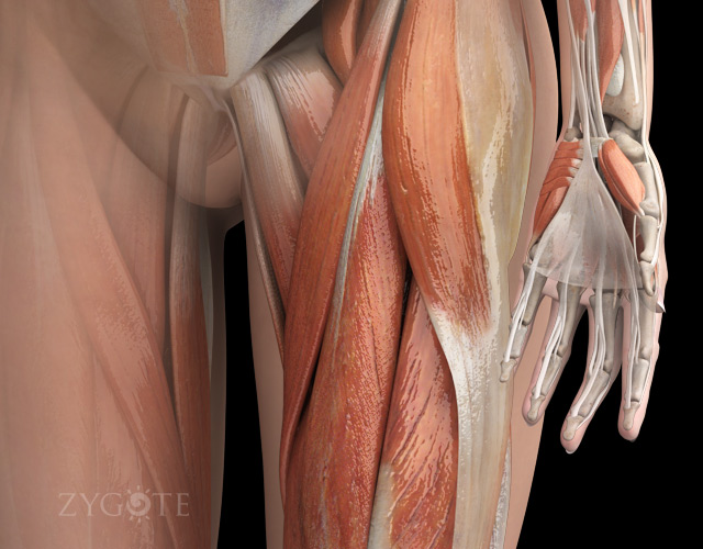 3D Female Muscular System