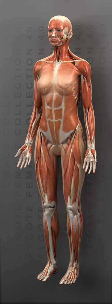 3d Muscle Female