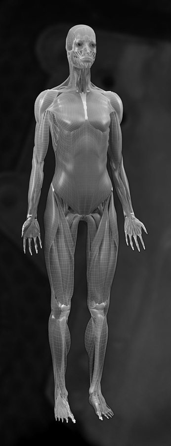 3d Muscle Female