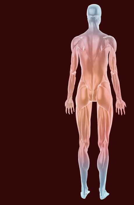 3D Female Muscular System, Posterior View