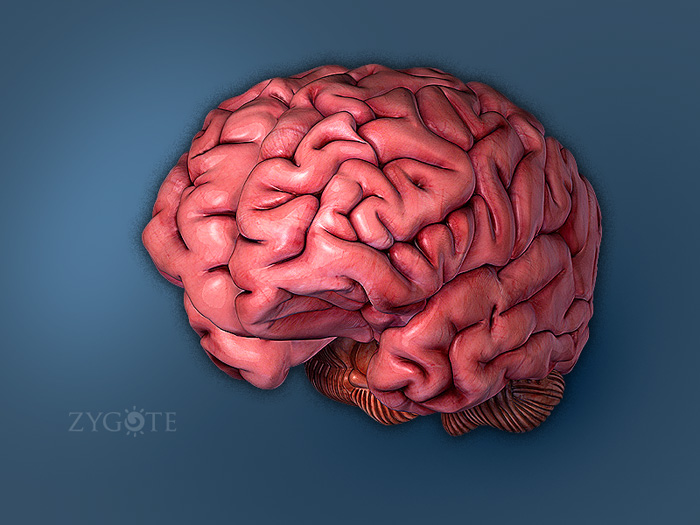 3D Female Brain