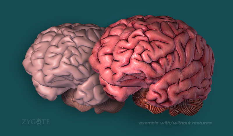 3D Female Brain