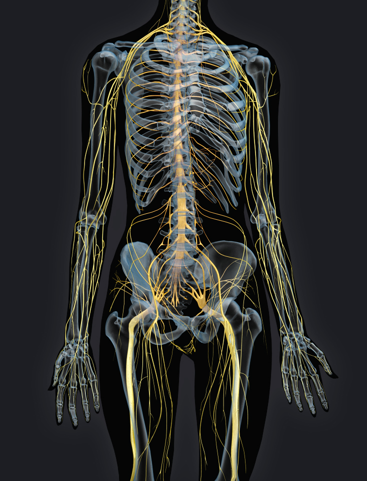 3D Female Nervous System
