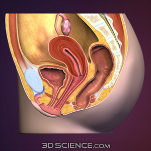 3D Female Reproductive System Sagittal