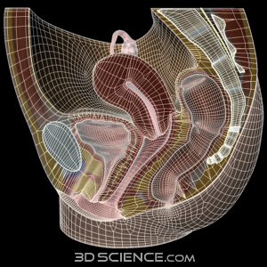 3D Female Reproductive System Sagittal