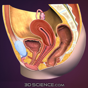 3D Female Reproductive System Sagittal