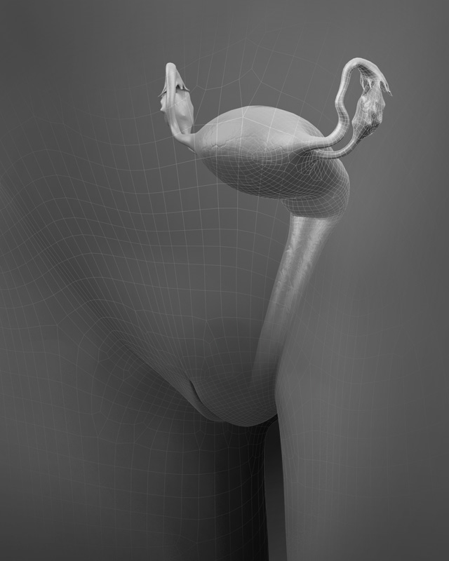 3D Female Reproductive Organs