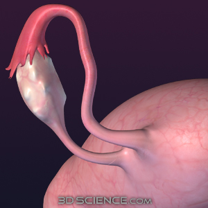3D Female Ovaries, Fallopian Tubes, Uterus