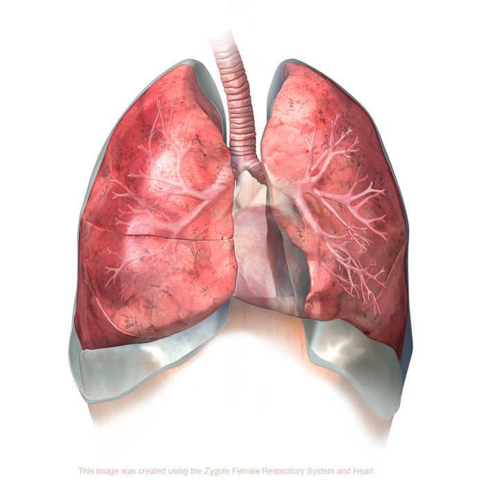3D Female Respiratory System