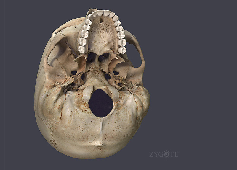 3D Skull Inferior View