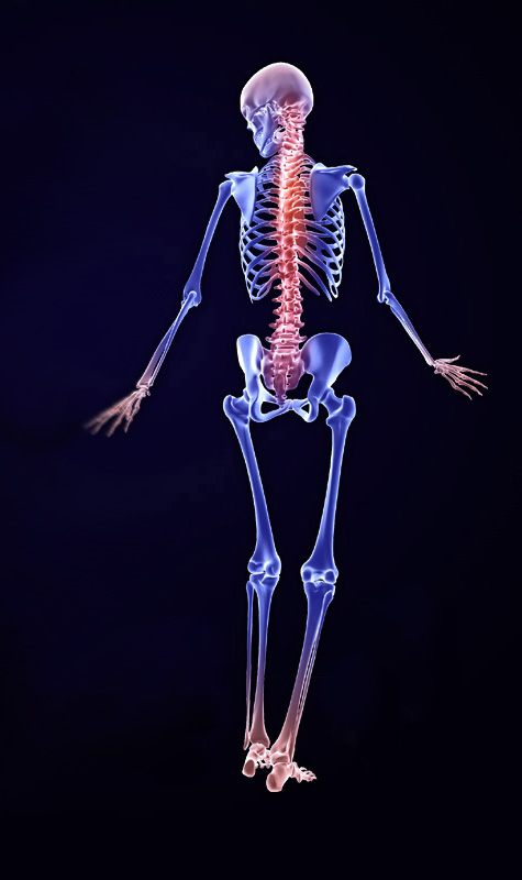 3D Female Skeleton