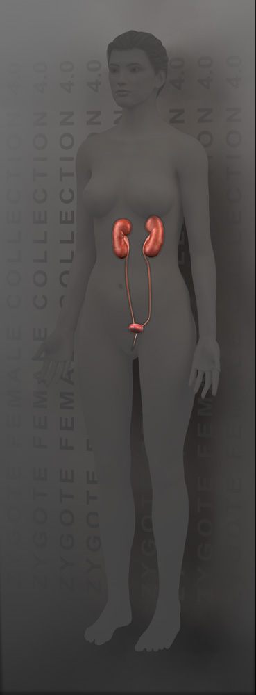 Zygote::3D Female Urinary System Model | Excretory | Medically Accurate