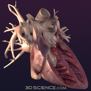 3D Heart Anterior Cut