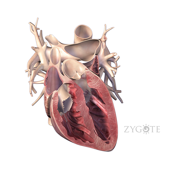 3D Heart Anterior Cut