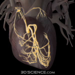 Zygote::3D Heart Conduction Pathway System Model | Medically Accurate
