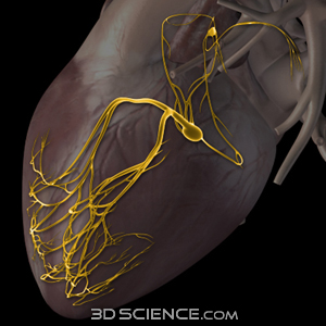 Zygote::3D Heart Conduction Pathway System Model | Medically Accurate