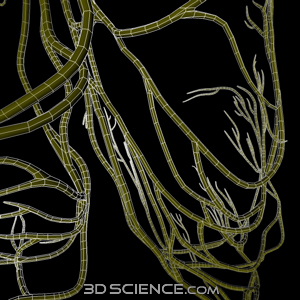 3D Heart Conduction System