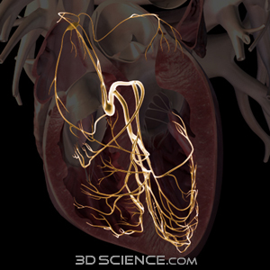 3D Heart Conduction System