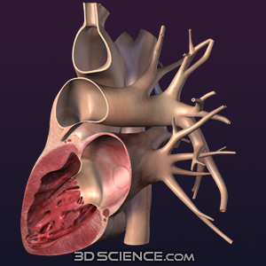 3D Heart Lateral Cut
