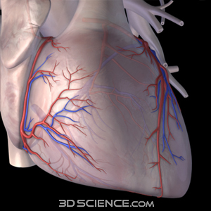 3D Heart Vessels