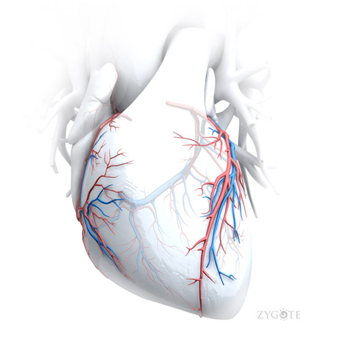 3D Heart Vessels
