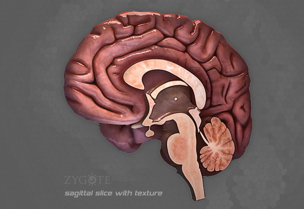 Zygote::Medically Accurate 3D Brain Model | Human Anatomy