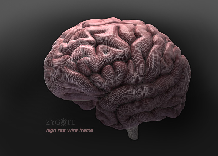 3D Human Brain