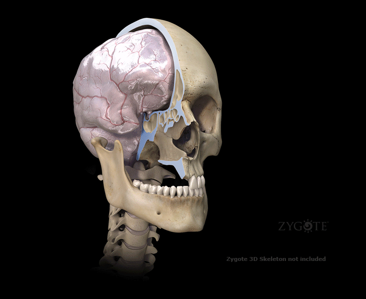 Zygote::Medically Accurate 3D Brain Model | Human Anatomy