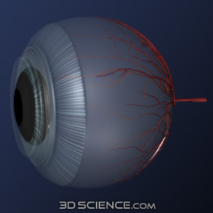 3D Human Eye