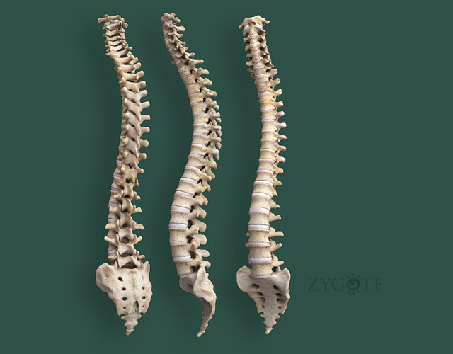 3D Human Spine