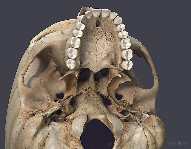 Zygote::Human 3D Female Skeleton