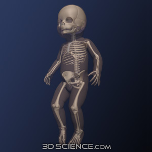 3D Infant Skeleton