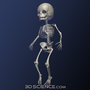 3D Infant Skeleton