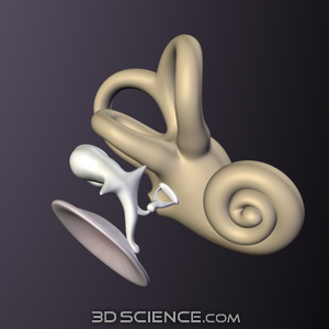 3D Inner Ear