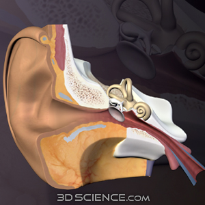 3D Inner Ear