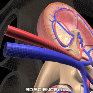 3D Kidney Cross Section