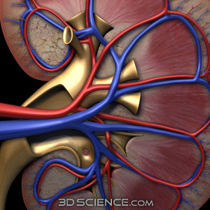 3D Kidney Cross Section
