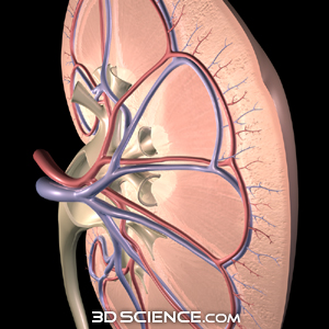 Kidney Anatomy Model With 24 Markers - PVC, Flame Retardant, Color-Coded Zones, For Teaching & Medical Display