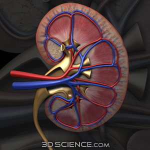 3D Kidney Cross Section