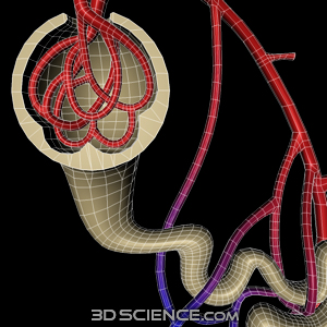 3D Kidney Nephron