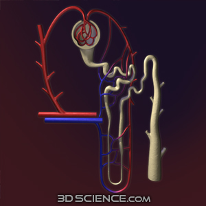 Zygote::3D Nephron Model | Medically Accurate | Kidney | Anatomy