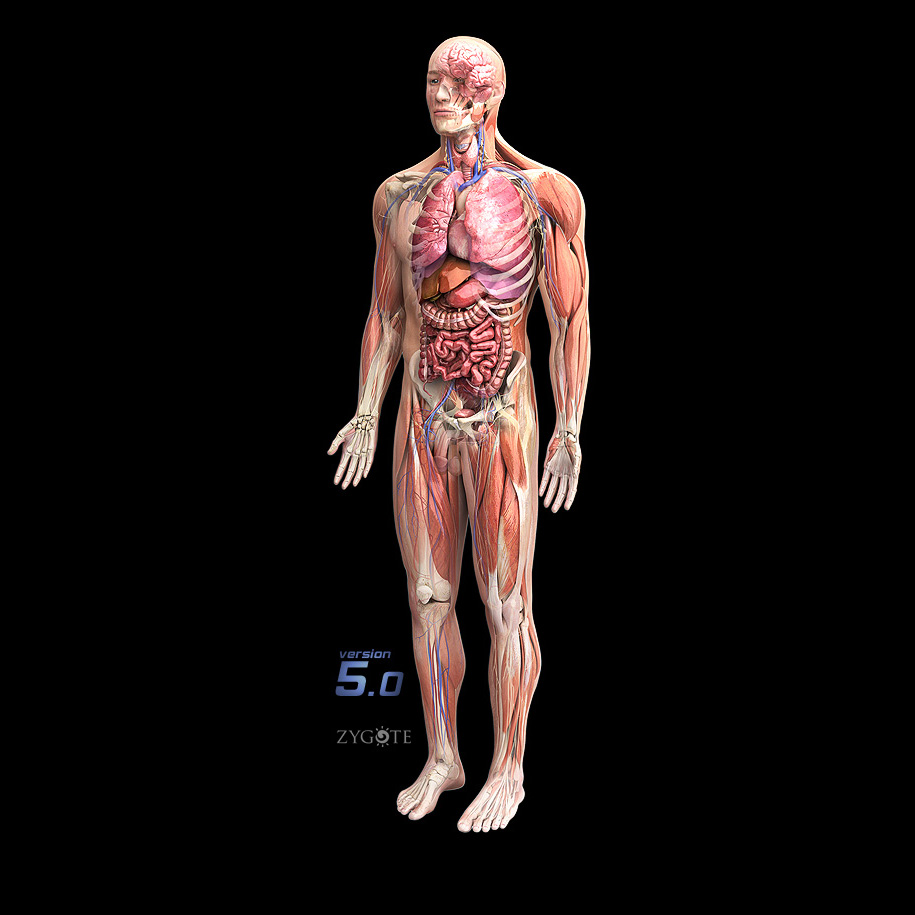 3d anatomy models for drawing